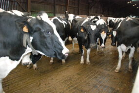 vaches Prim'holstein dans stabulation en Bretagne