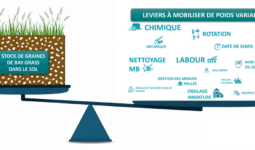 infographie sur les leviers à actionner pour limiter le stock de graines de ray-grass dans le sol