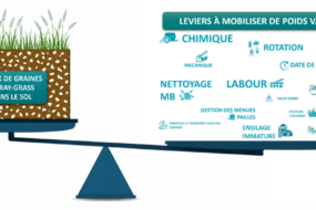 infographie sur les leviers à actionner pour limiter le stock de graines de ray-grass dans le sol