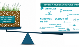 infographie sur les leviers à actionner pour limiter le stock de graines de ray-grass dans le sol