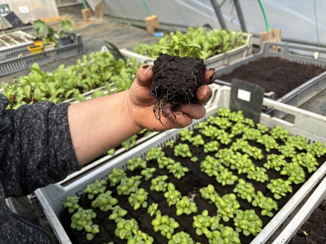 Une main présente un plant de légume et des barquettes de plants sont posées sur une table dans une serre
