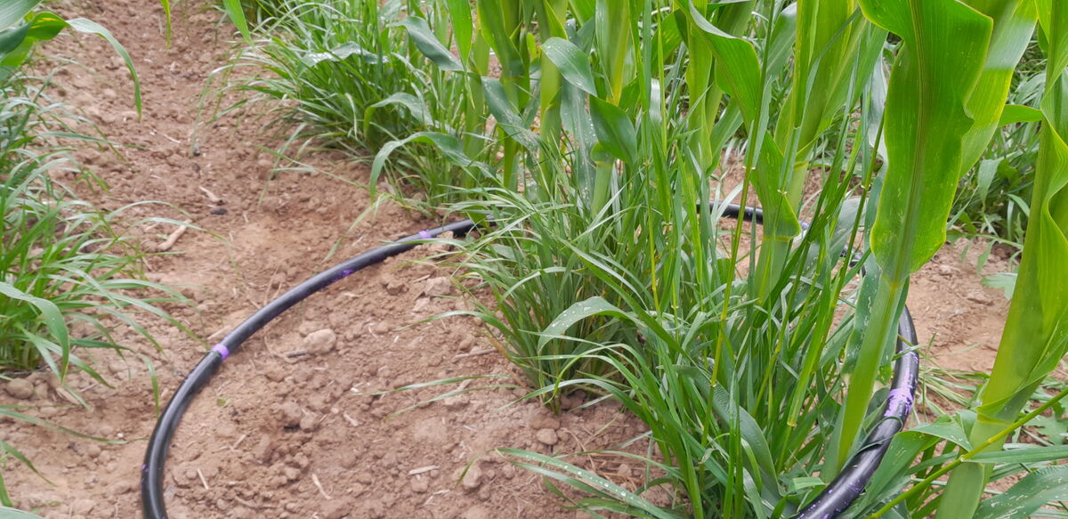 Plants de maïs avec du ray-grass au pied et un cerceau qui délimite 1m2