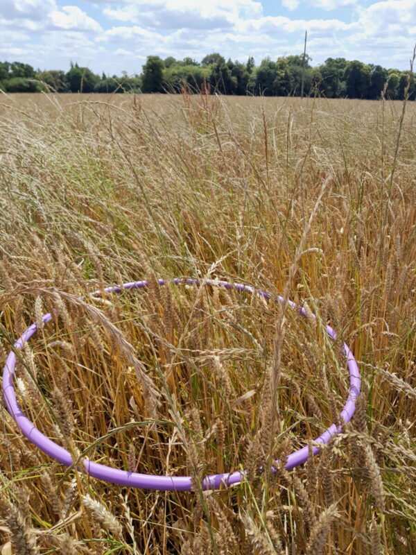 Seulement 2 plants/m<SUP>2</SUP> en moyenne deux ans plus tard sur le blé de 2025.