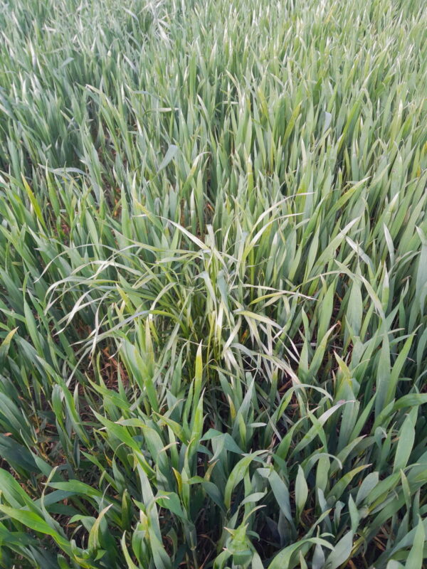 Présence de 133 épis de ray-grass/m<SUP>2</SUP> sur blé en 2023.
