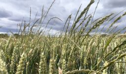 ray-grass dans une parcelle de céréales bretonne.