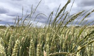 ray-grass dans une parcelle de céréales bretonne.