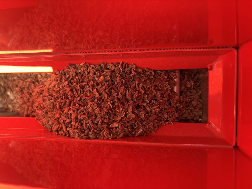 Graines de carotte pourpre dans un semoir