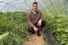 Un maraîcher accroupi dans une serre de légumes
