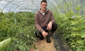 Un maraîcher accroupi dans une serre de légumes