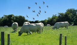 martinet noir parmi des vaches au pré