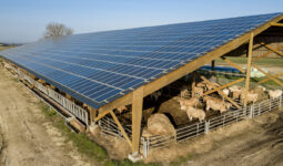 Un bâtiment d'élevage bovin couvert de panneaux solaires