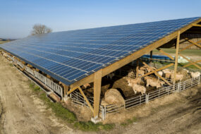 Un bâtiment d'élevage bovin couvert de panneaux solaires