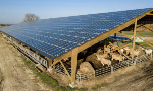 Un bâtiment d'élevage bovin couvert de panneaux solaires
