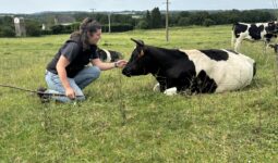 Une femme accroupie auprès d'une vache couchée dans une prairie