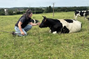 Une femme accroupie auprès d'une vache couchée dans une prairie