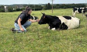 Une femme accroupie auprès d'une vache couchée dans une prairie