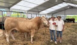 Deux hommes accompagné d'un taureau de race Blonde d'Aquitaine