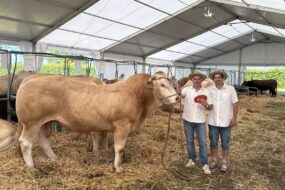 Deux hommes accompagné d'un taureau de race Blonde d'Aquitaine