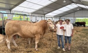 Deux hommes accompagné d'un taureau de race Blonde d'Aquitaine