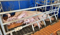 Une truie et ses porcelets dans une case bien-être maternité