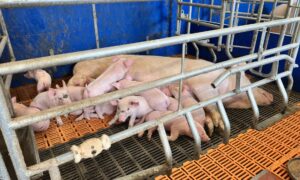 Une truie et ses porcelets dans une case bien-être maternité