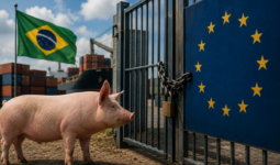 Un cochon avec un drapeau brésilien derriere se tient devant un portail cadenassé qui arborre le drapeau européen