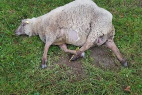 Une brebis au sol avec les pieds liés