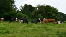 Des vaches dans un pré