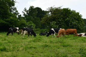 Des vaches dans un pré