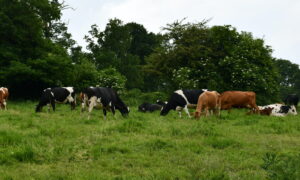 Des vaches dans un pré