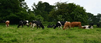 Des vaches dans un pré