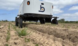 Un robot de désherbage dans un champ de légumes
