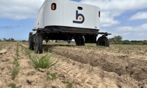 Un robot de désherbage dans un champ de légumes