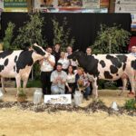 Deux vaches de race Holstein entourées de personnes sur le podium d'un concours bovin