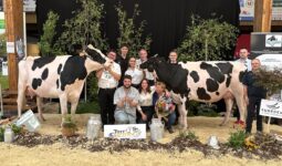 Deux vaches de race Holstein entourées de personnes sur le podium d'un concours bovin