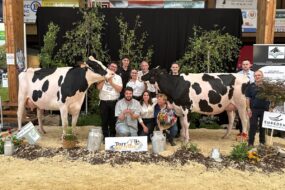 Deux vaches de race Holstein entourées de personnes sur le podium d'un concours bovin