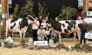 Deux vaches de race Holstein entourées de personnes sur le podium d'un concours bovin
