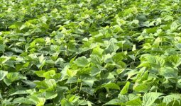 Un champ de haricots