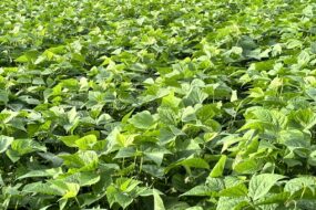 Un champ de haricots