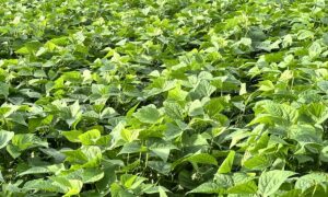 Un champ de haricots