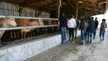 des éleveurs devant des vacges Blonde d'Aquitaine en stabulation