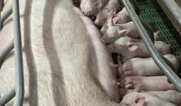 Des porcelets qui têtent