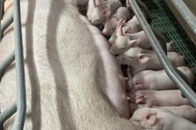 Des porcelets qui têtent