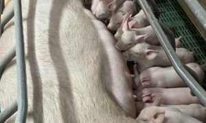 Des porcelets qui têtent