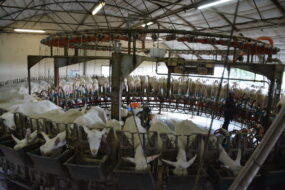Traite des chèvres dans un roto