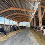 Une étable abritant des vaches laitières de race Holstein