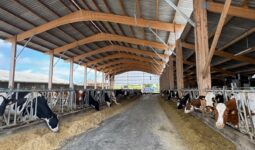 Une étable abritant des vaches laitières de race Holstein