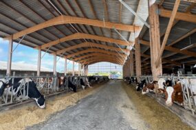 Une étable abritant des vaches laitières de race Holstein