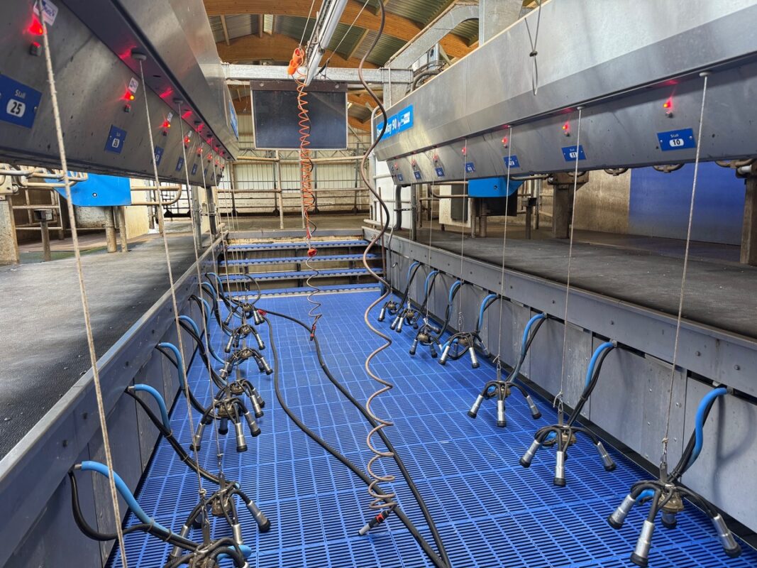 Vue de la fosse sur caillebotis plastique d'une salle de traite dans un élevage laitier