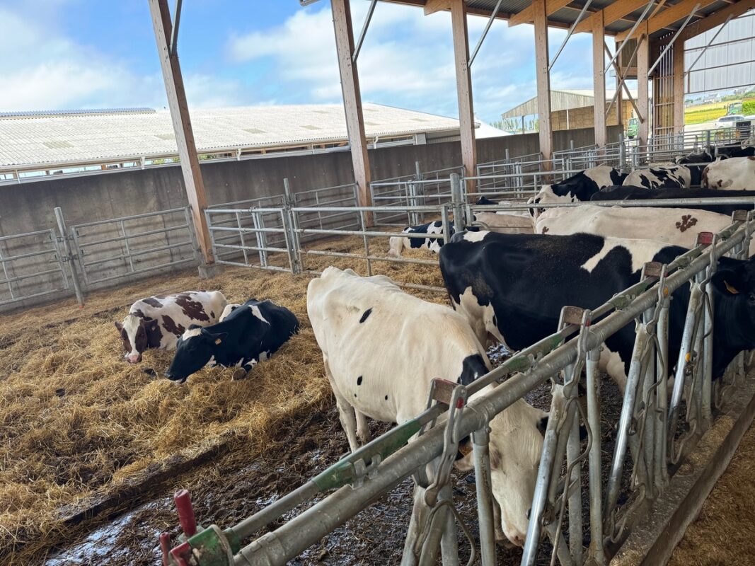 Des vaches laitières de race Holstein dans une case présentant un cornadis et une aire paillée